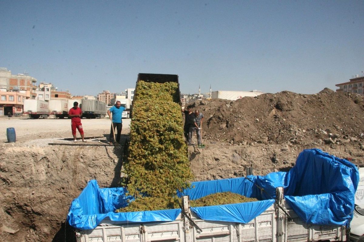 Kilis\'te Üzüm Hasadı Sürüyor