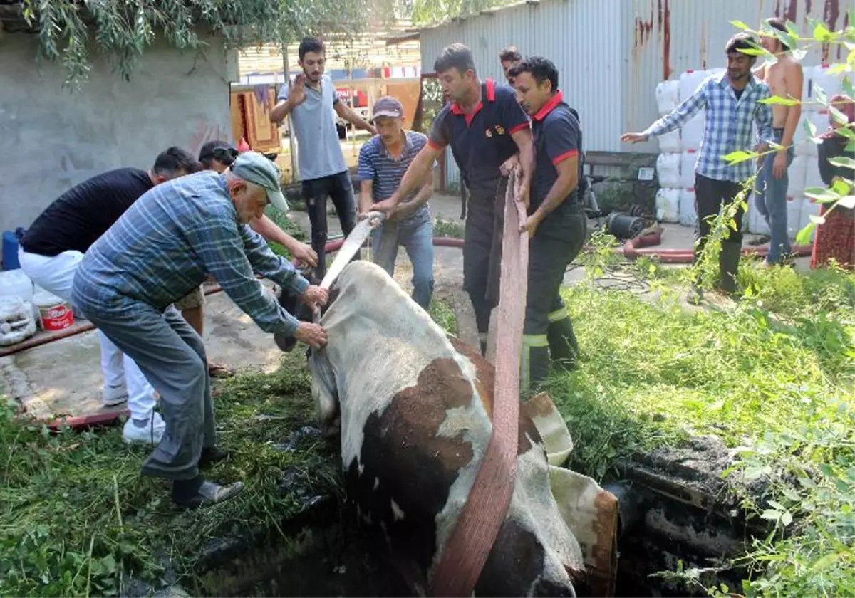 Kuyuya Düşen İnek İçin Seferber Oldular