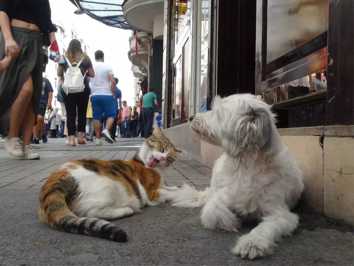 Taksim\'de Kedi ve Köpeğin Dostluğu Görenleri Şaşırttı