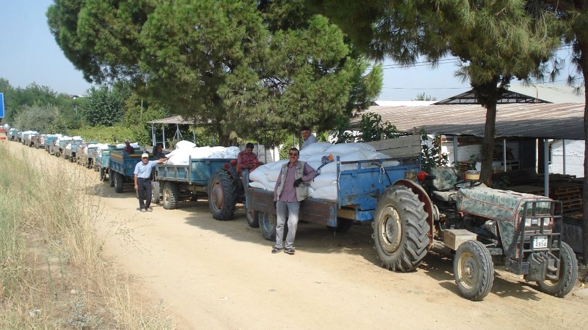Tariş Depolarında Üzüm Kuyruğu