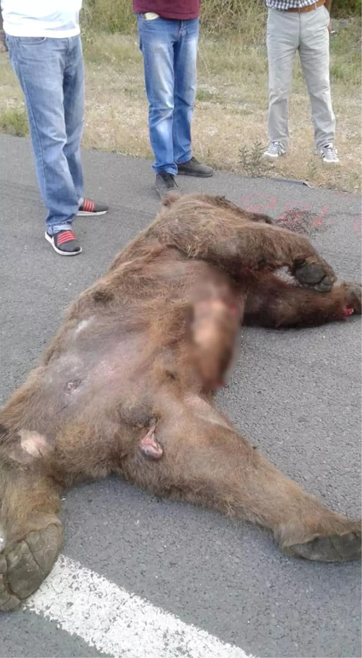 Vurulan Ayı Yol Kenarında Can Verdi