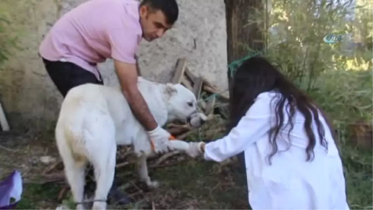 Yaralı Sokak Hayvanına Belediye Sahip Çıktı