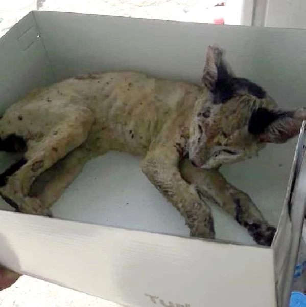 Yavru Kedi Veterinere Götürülürken Öldü Son Dakika