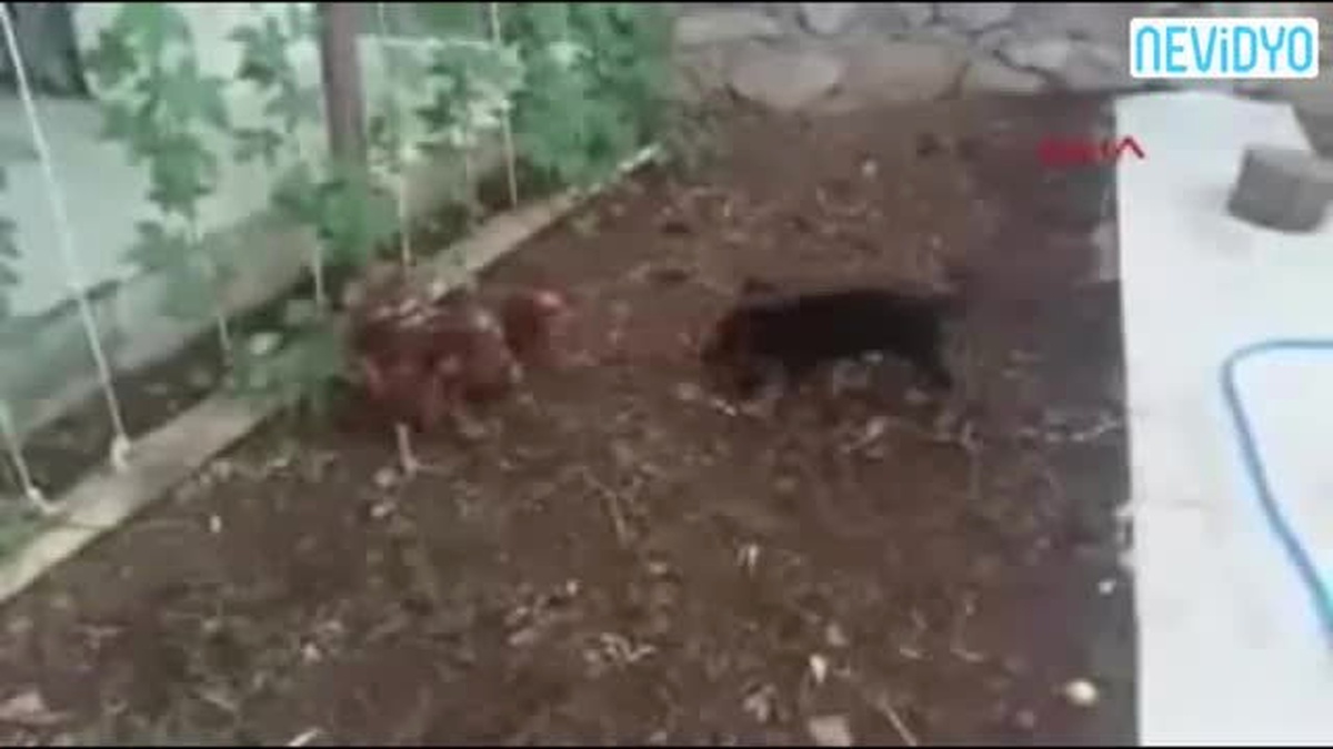 Yavru Kurt Köpeğine Meydan Okuyan Tavuk