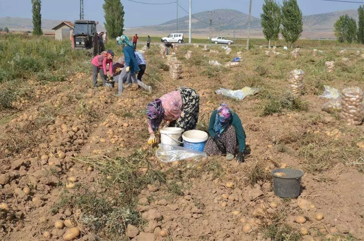 Altıntaş\'ta 2 Bin 500 Ton Patates Verimi Bekleniyor