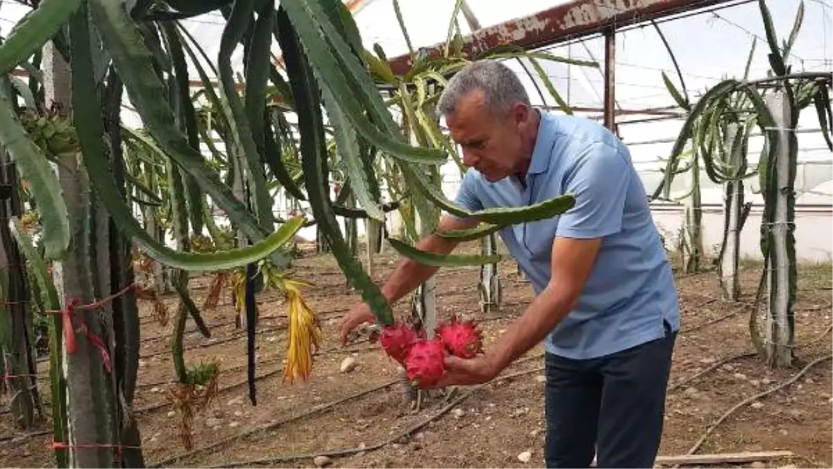 Ananasın Krallığına Son Veren Ejder Meyvesi Ortaca\'da