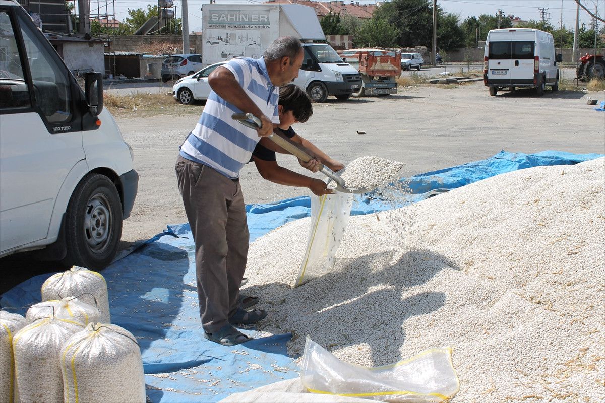Derinkuyu\'da Fasulye Hasadı Başladı