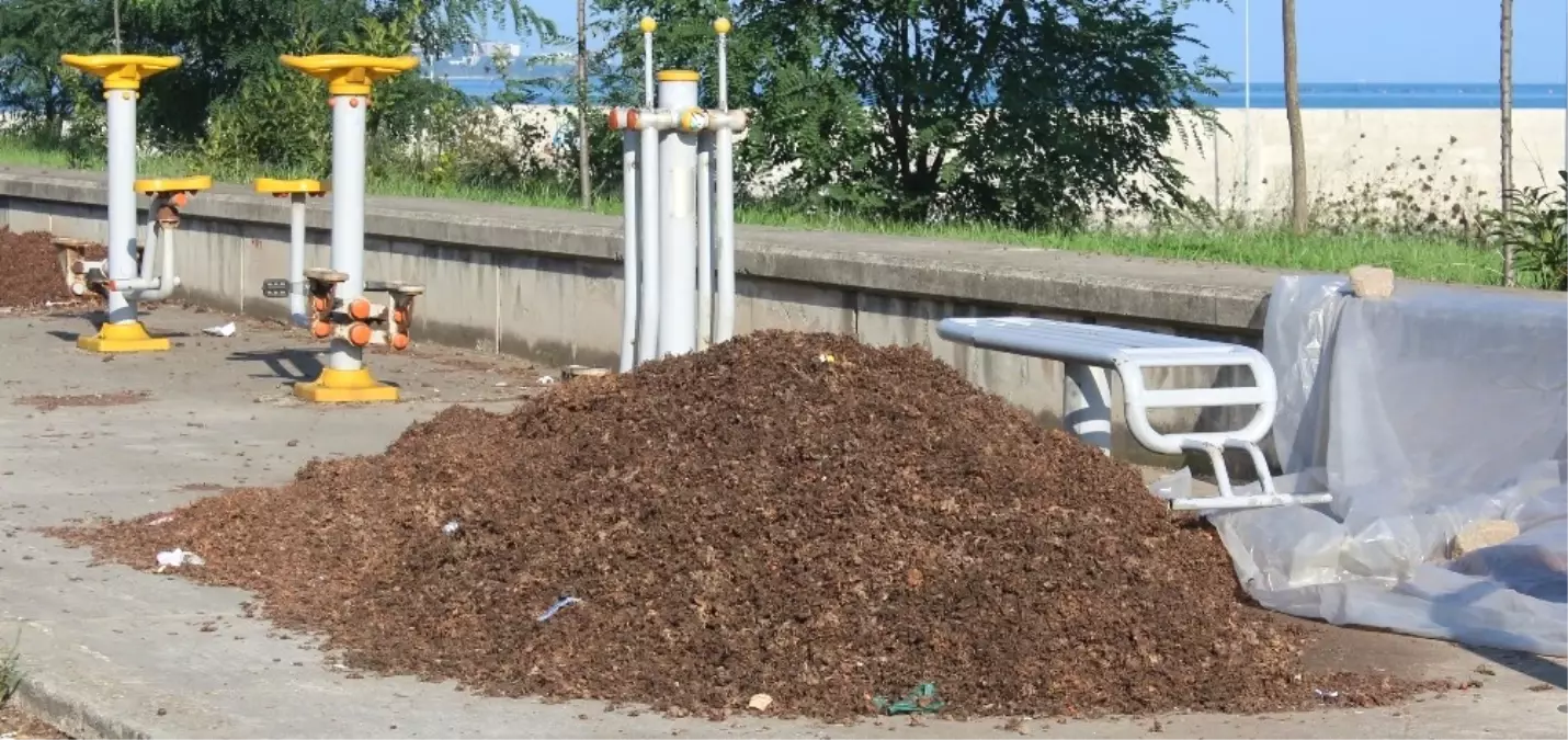 Fındık Zurufundan Doğal Gübre