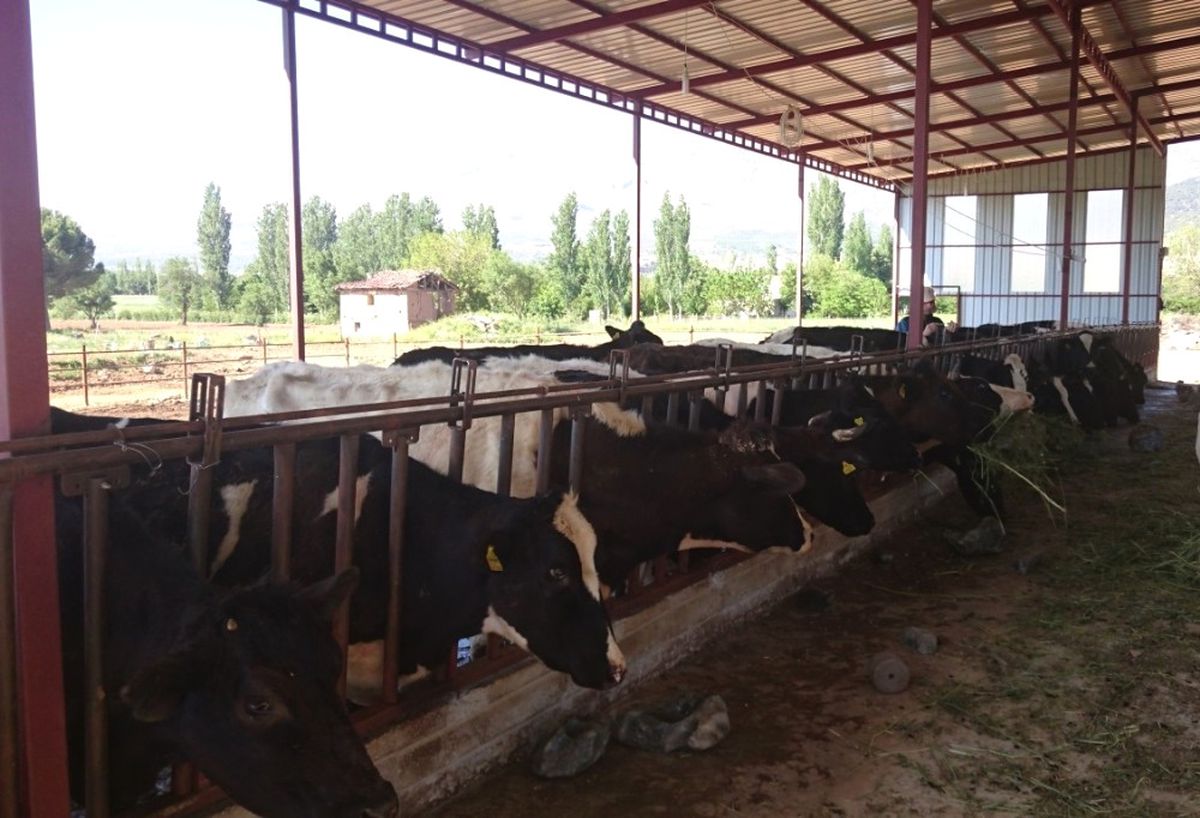 Hayvan Şap Hastalığı Aşılama Dönemi Başladı