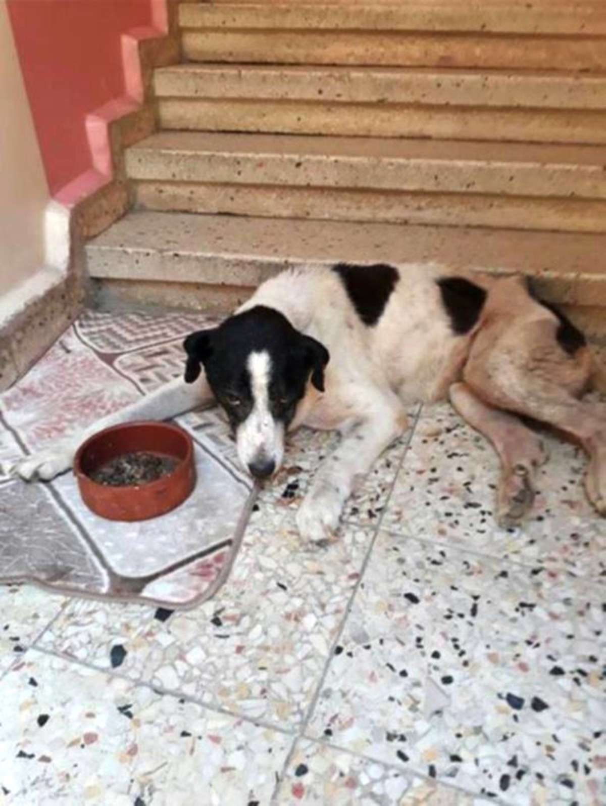 Kayıp Köpek Çıtır\'ın Ölümü Mahalle Sakinlerini Hüzne Boğdu
