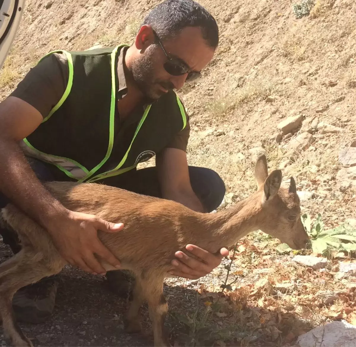 Koruma Altındaydı, Tedavisi Tamamlandı, Doğaya Bırakıldı