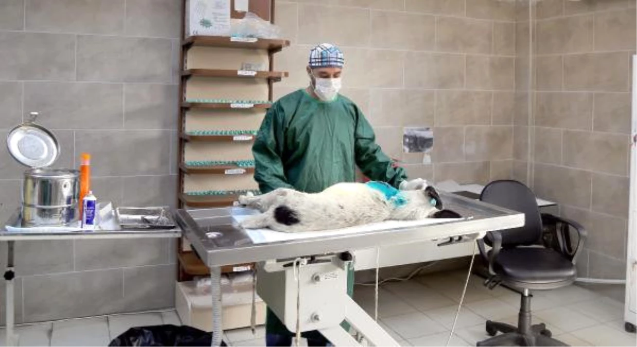 Maganda Kurşunu ile Yaralanan Köpek Ameliyat Edildi