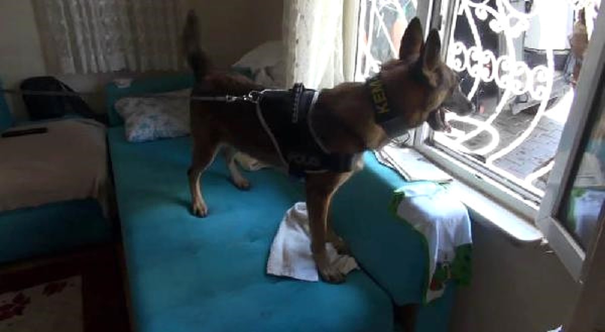 Narkotik Köpeği "Maya" Uyuşturucuyu İşte Böyle Buldu