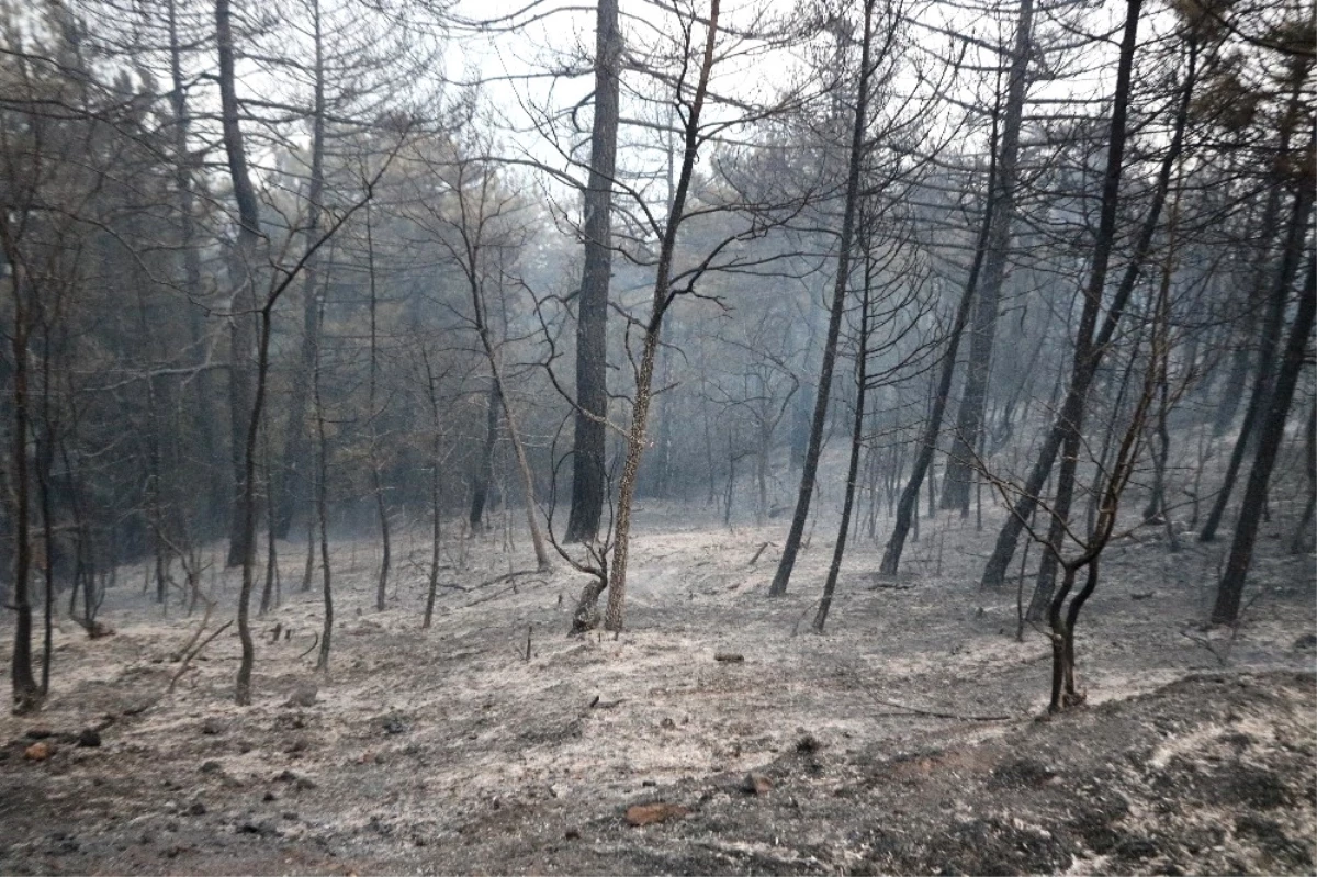 Sakarya\'da Orman Yangını Kısmen Kontrol Altına Alındı