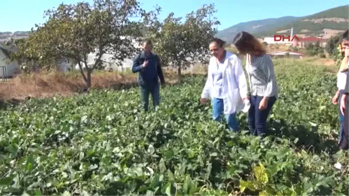 Samsun Türkiye\'nin İlk Yemlik Börülce Çeşidi \'Ülkem\'