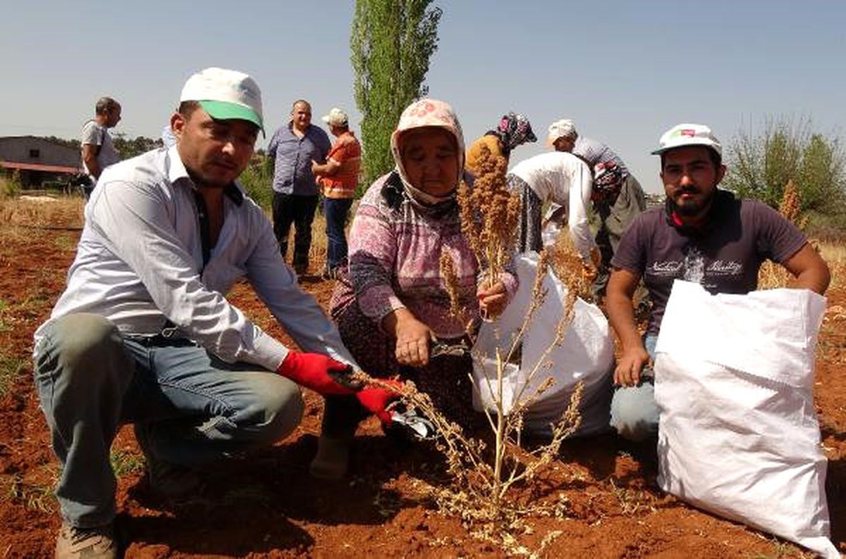 Silifke\'de Kinoa Hasadı