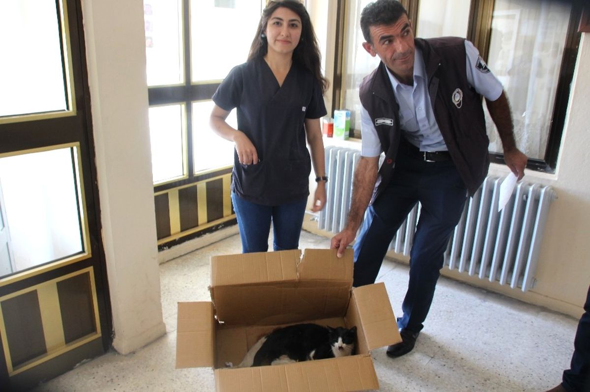 Yaralı Bulunan Kedi Muş\'a Sevk Edildi