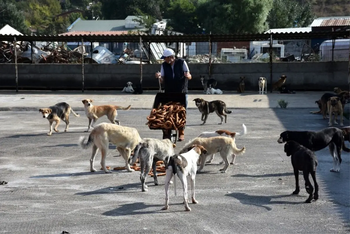 Zabıtanın El Koyduğu Simitler Barınaktaki Köpeklere Verildi