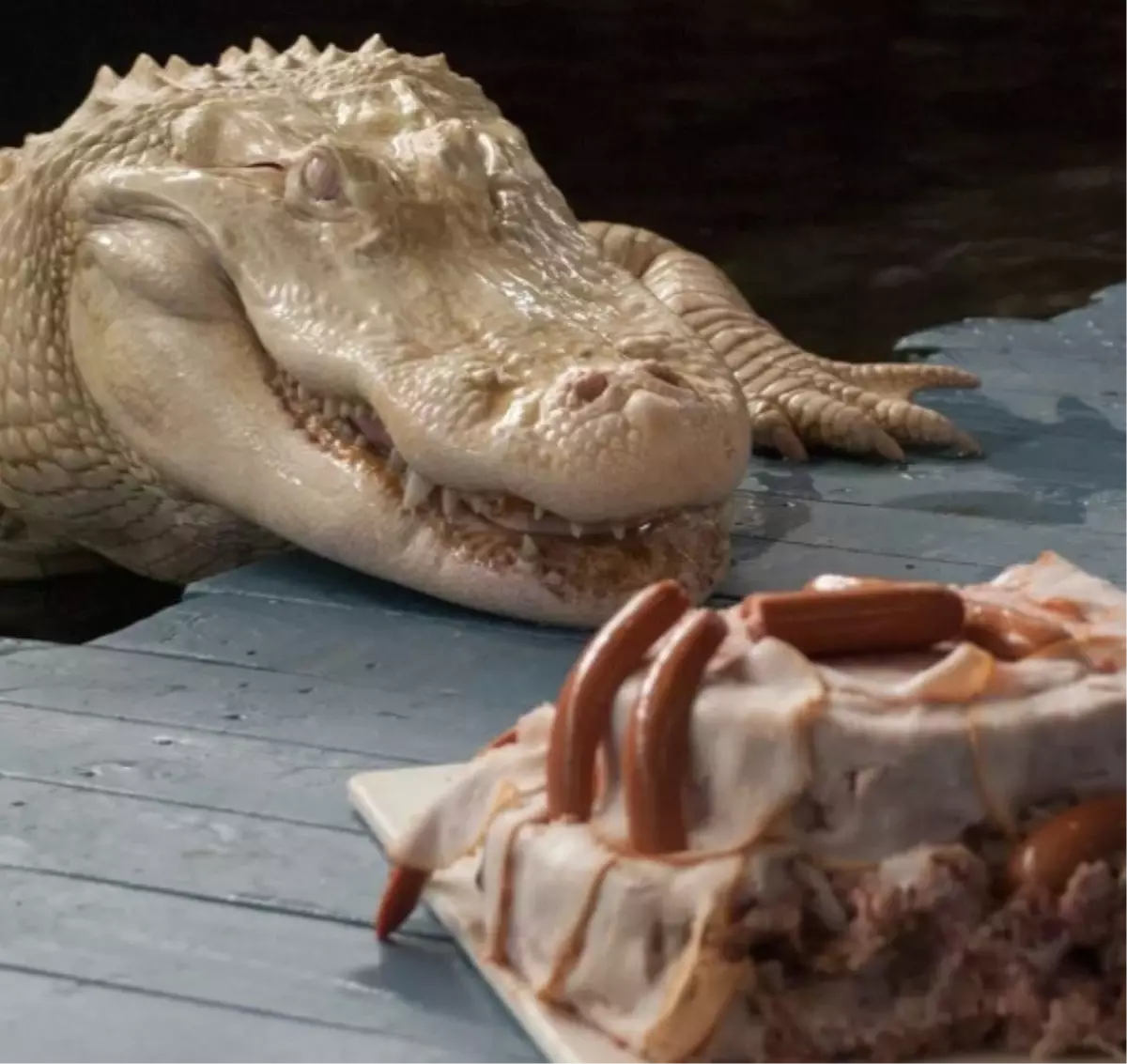 Ziyaretçiler Albino Timsahı Görebilmek İçin Akın Etti