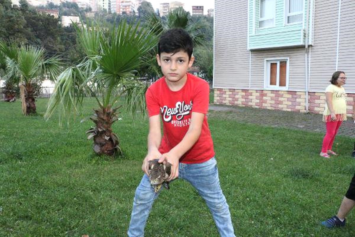 3 Çocuk, Yaralı Şahini Belediye Görevlilerine Teslim Etti