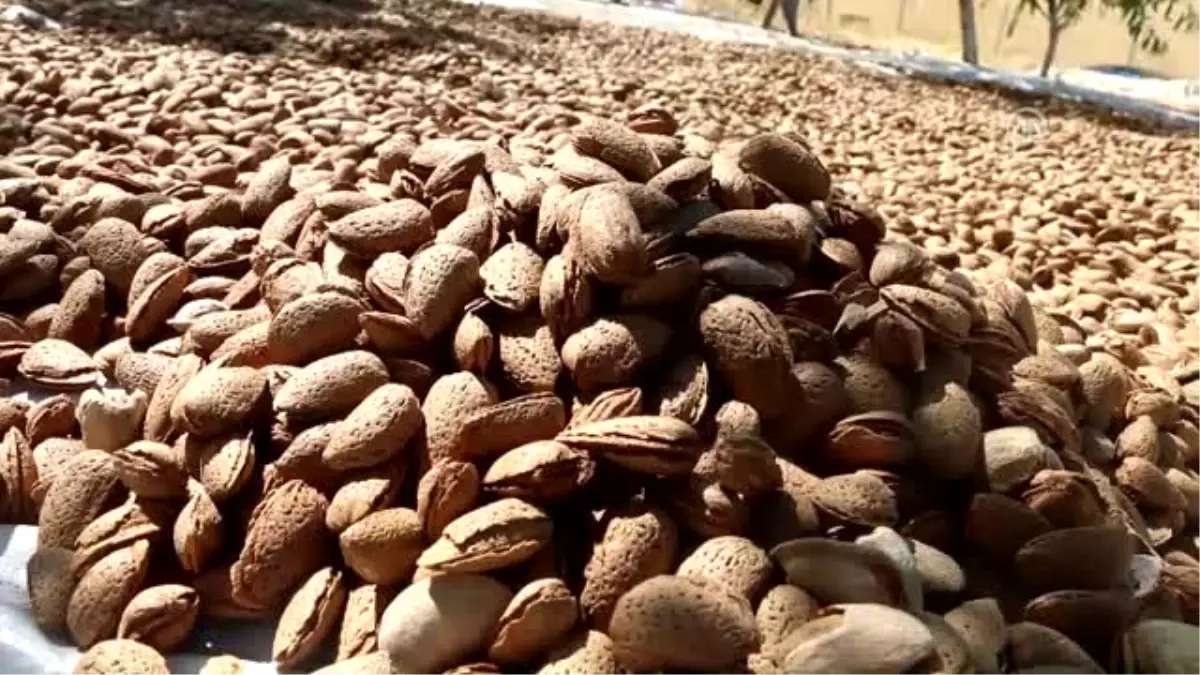 Adıyaman\'da Devam Eden Badem Hasadı Yüzleri Güldürüyor