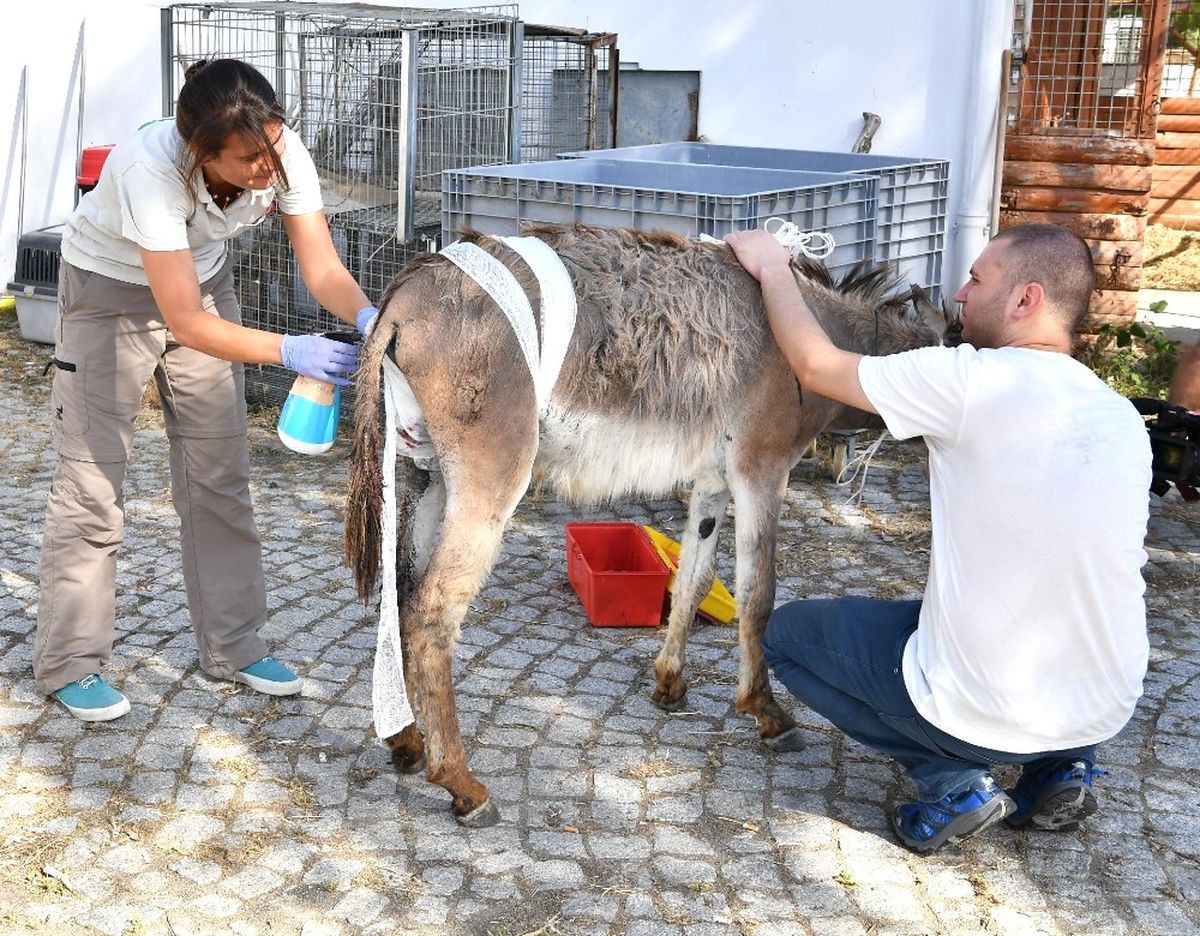 Doğal Yaşam\'da Yaralar Sarıldı