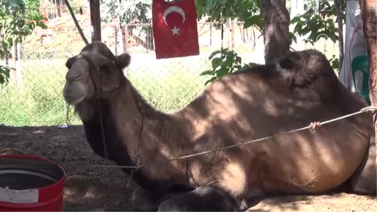 Güreşemeyen Develer Sünnet Çocuklarını Taşıyor