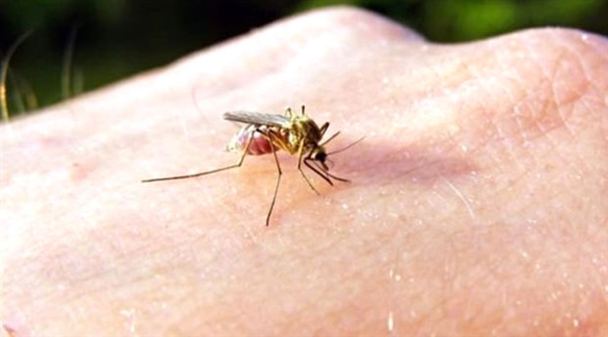 İtalya\'da "Chikungunya Virüsü" Alarmı