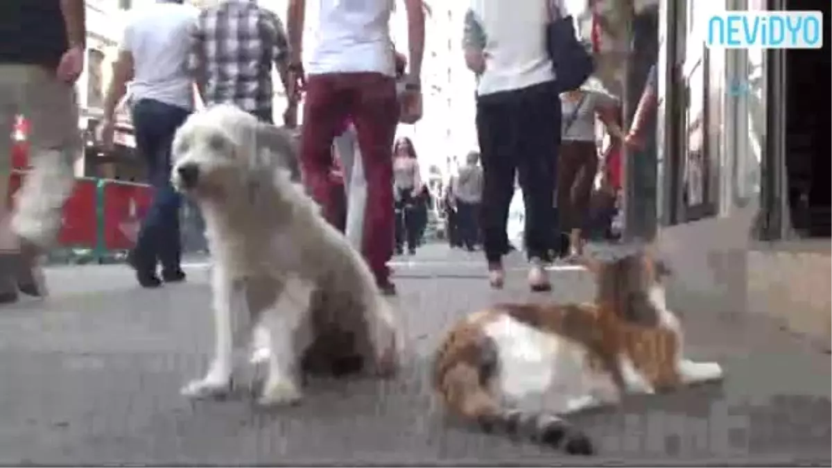 Kedi ve Köpeğin Dostluğu Görenleri Şaşırttı