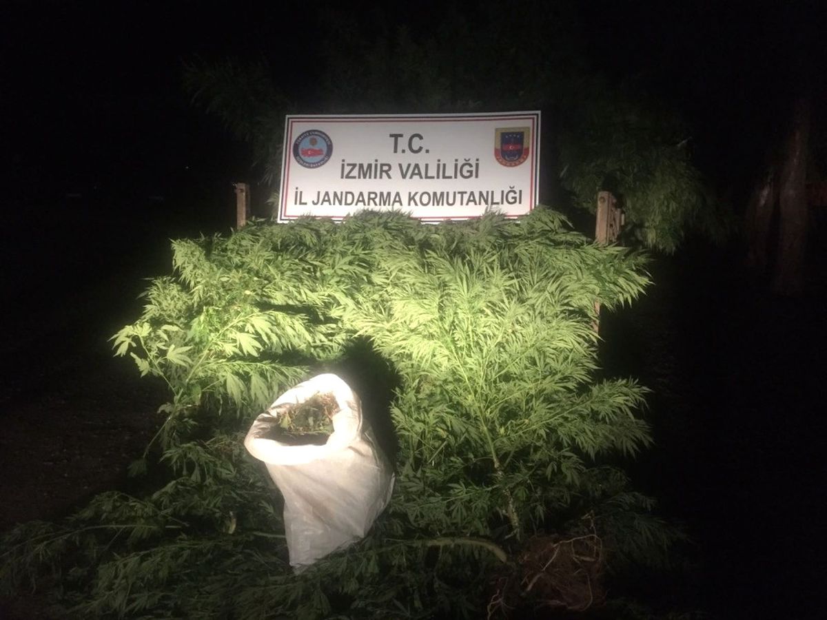 Kestane Bahçesinde Kenevir Yetiştirdiler