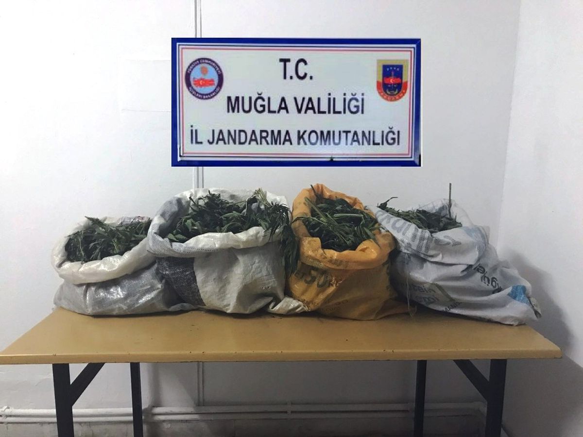Menteşe\'de Jandarmadan Esrar Operasyonu