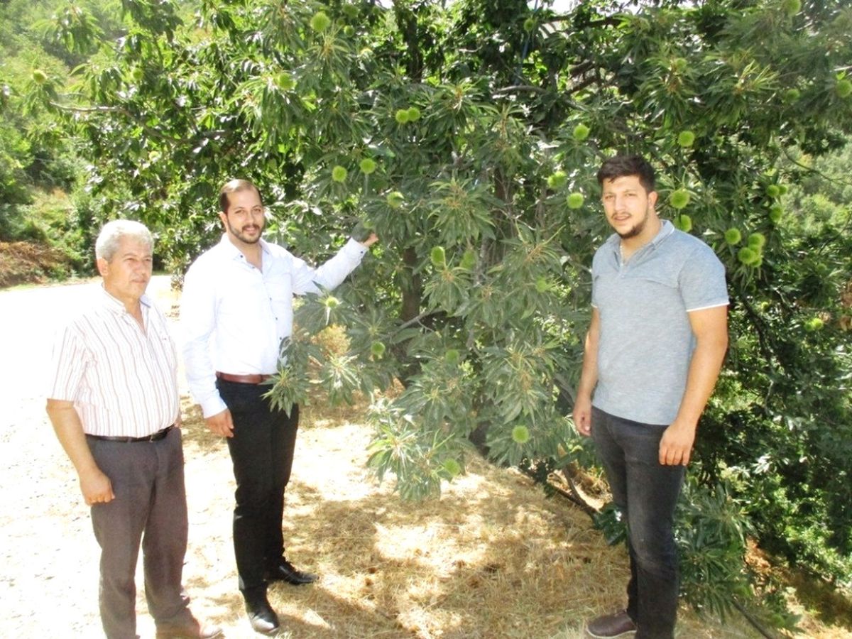 Ödemiş Kestanesi Almanya\'da Görücüye Çıkacak