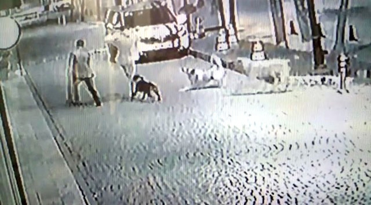 Göktürk\'te Sokak Köpekleri Bir Genci Böyle Isırdı