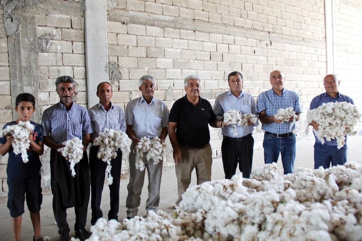 Pamukta Sezonun İlk Hasadı