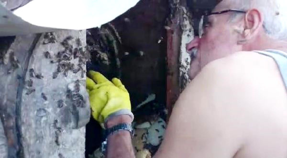 Rizeli Çılgın Arıcı Kovana Elini Soktu, Bal Sağdı