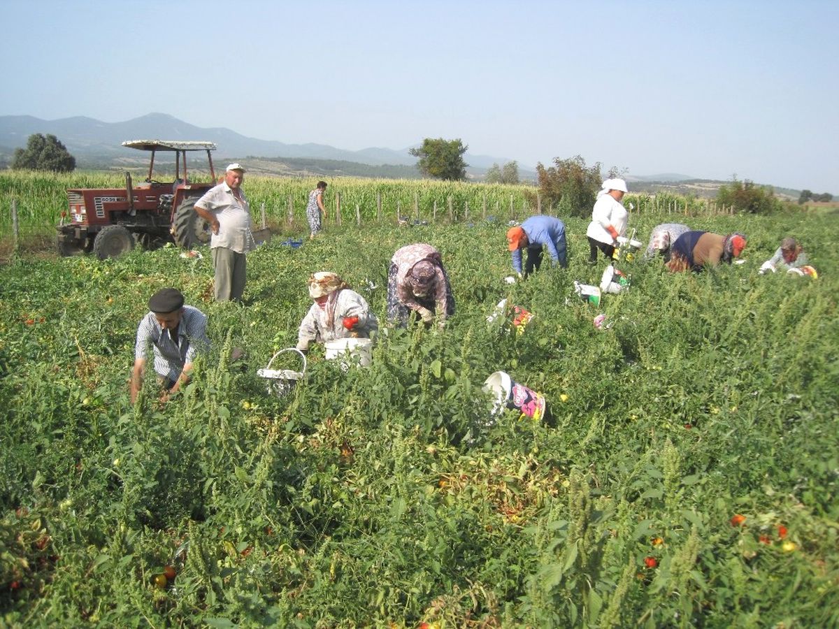 Salçalık Domates 45 Kuruş