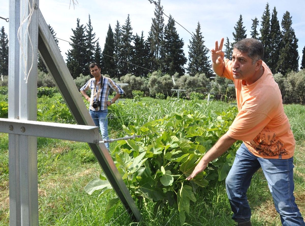 Telde İncir Ürettiler