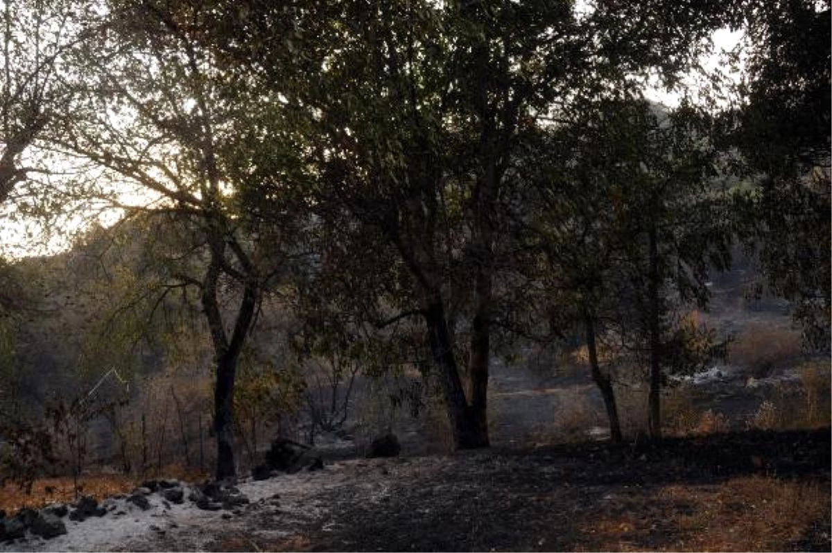 Tokat\'ta Orman Yangını Kontrol Altına Alındı