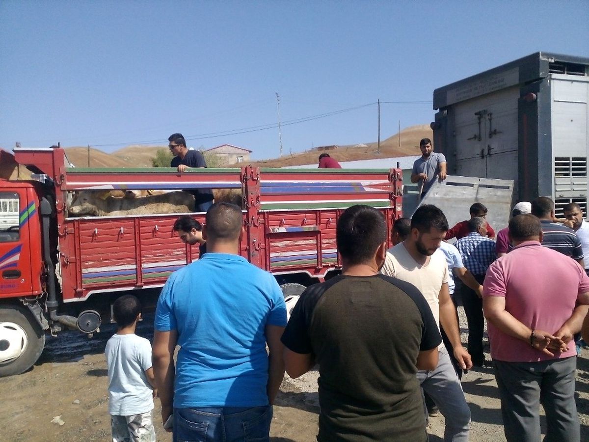 Tuzluca\'da Genç Çiftçi Projesi Kapsamında 16 Çiftçiye 96 Adet Büyükbaş Hayvan Dağıtıldı