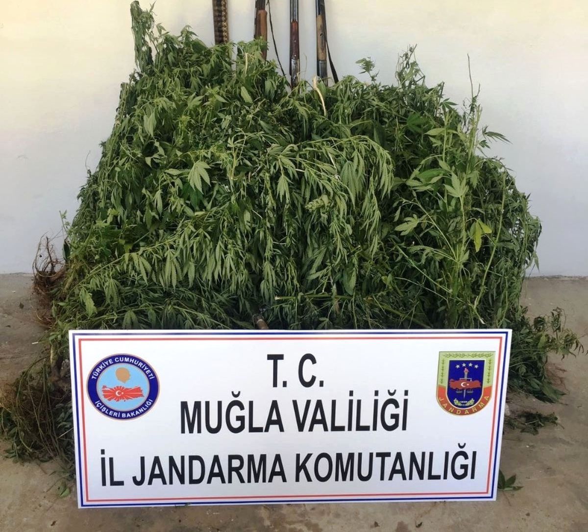 Ula\'da Yasa Dışı Ekim Operasyonu