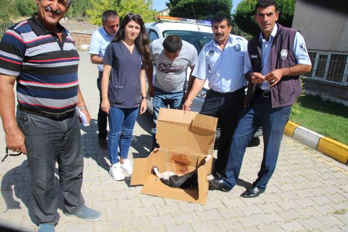 Varto\'daki Yaralı Kedi Tedavi İçin Muş\'a Götürüldü