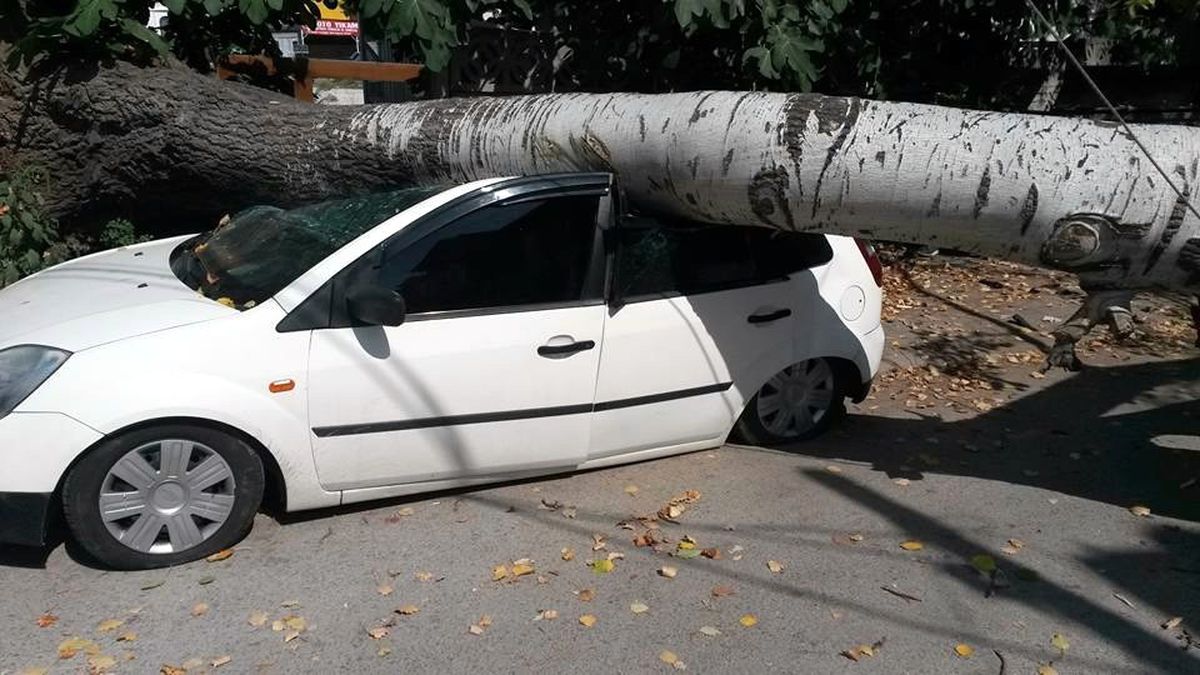 Ağaç Otomobilin Üzerine Devrildi