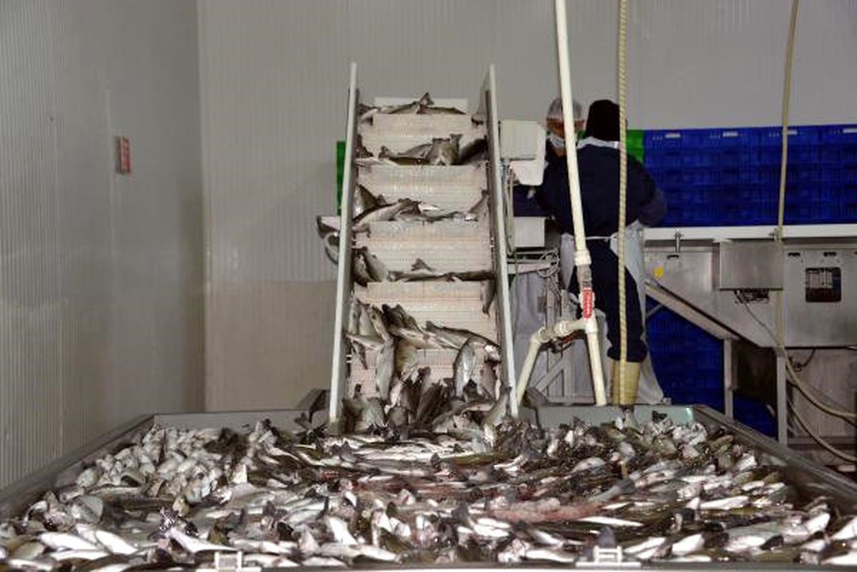 Denizi Olmayan Kahramanmaraş, Yılda 20 Milyon Dolarlık Balık İhraç Ediyor