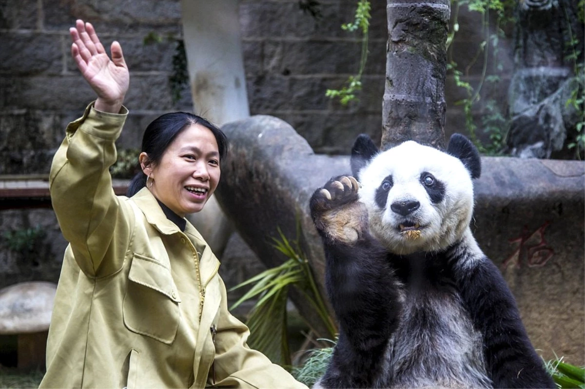 Dünyanın En Yaşlı Pandası Basi, 37 Yaşında Hayata Gözlerini Yumdu