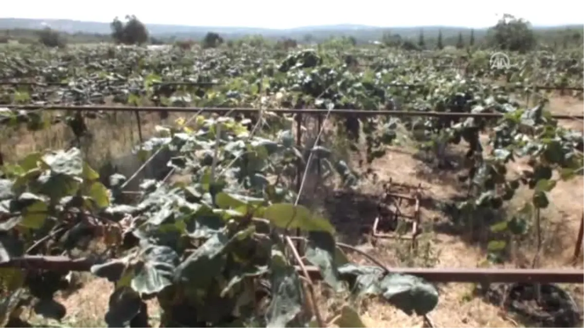 Kivi Hasadı Başladı