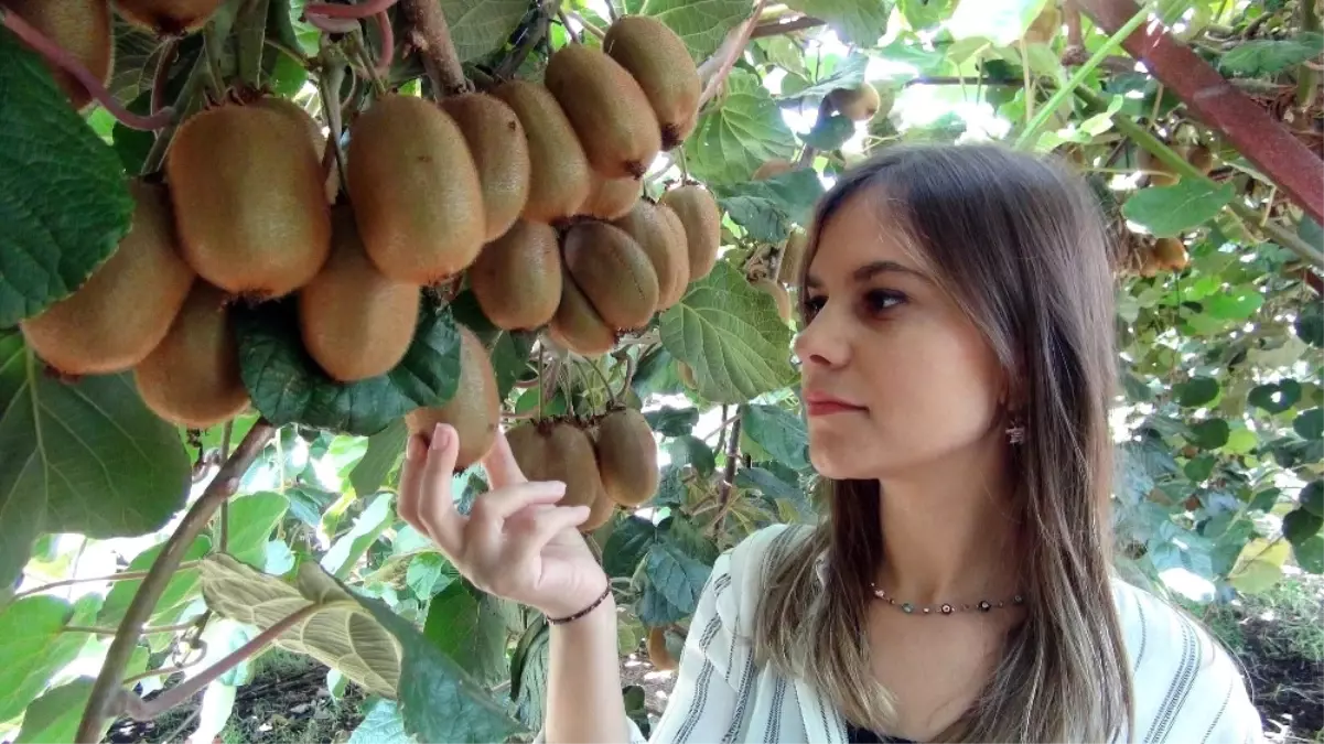 Mersin\'de Kivi Hasadı Başladı