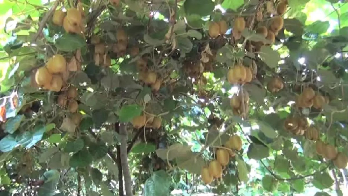 Mersin\'de Kivi Hasadı Başladı