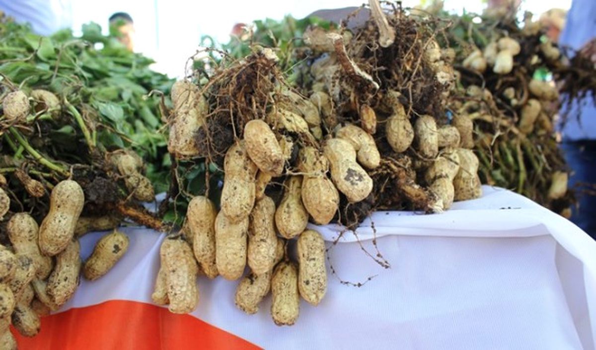 Osmaniye\'de Yer Fıstığı Hasadı Başladı