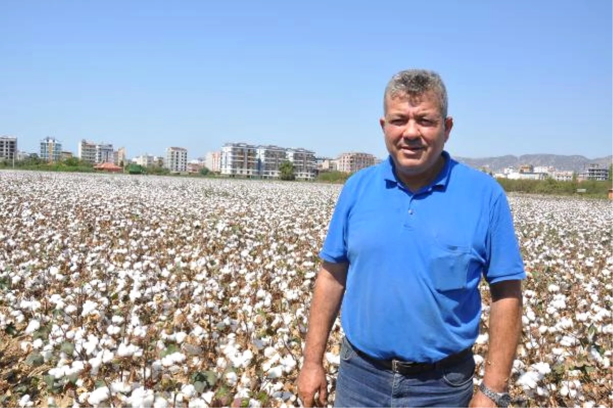 Pamuk Üreticisinin Fiyat Endişesi