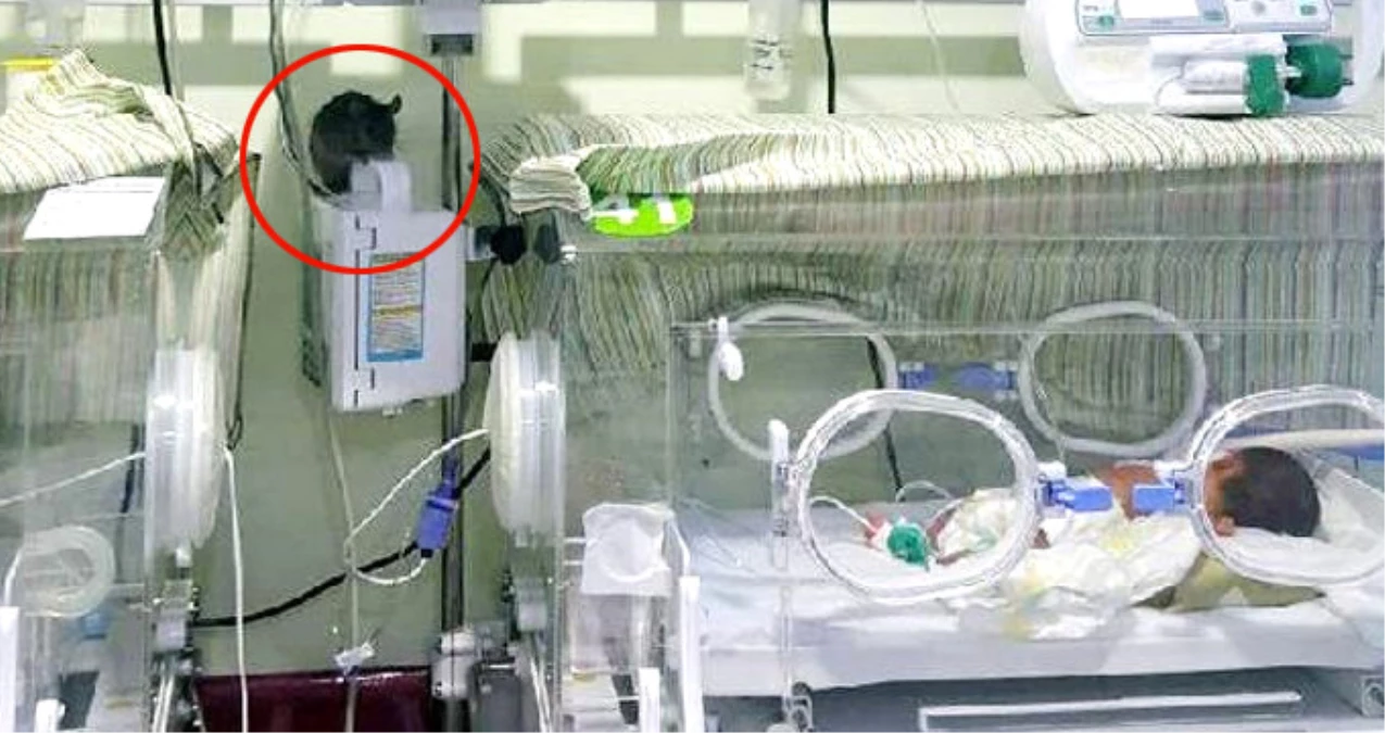 Tam Bir Skandal! Şanlıurfa\'da Özel Bir Hastanenin Yeni Doğan Servisine Fare Girdi